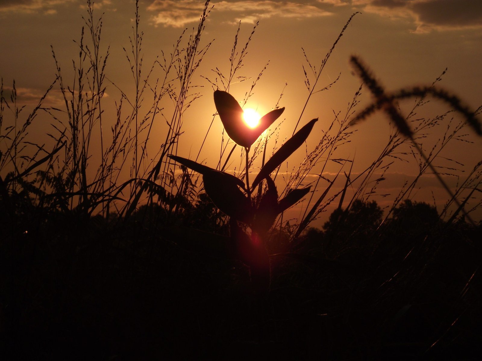 the sun is setting behind some tall grass